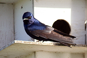 Purple Martin